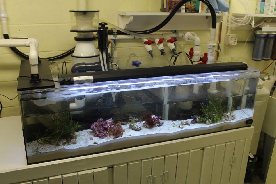 Services Aquatica Aquarium Gallery Tropical Fish Store Cleveland Ohio