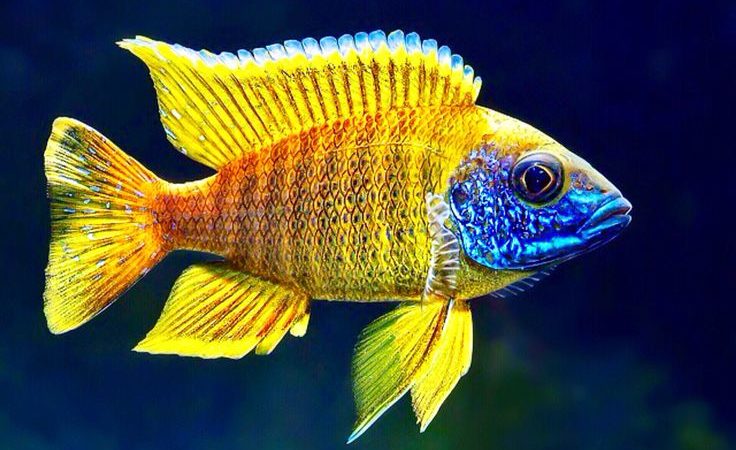 New Arrivals for Black Friday! - Aquatica Aquarium Gallery - Tropical Fish  Store Cleveland Ohio