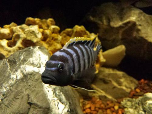 jasonritondaro-cichlid