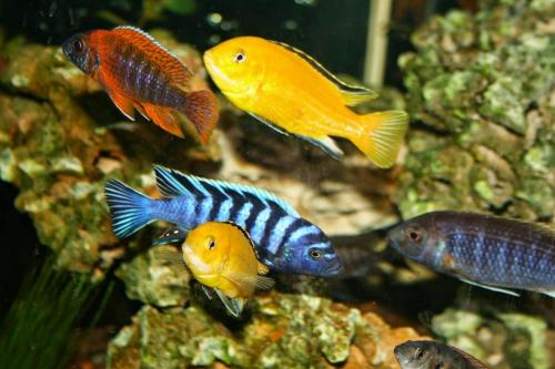 jasonritondaro-cichlids